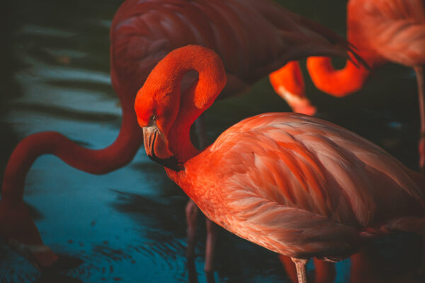 close-up-photo-of-pink-flamingos-standing-in-water-2575692