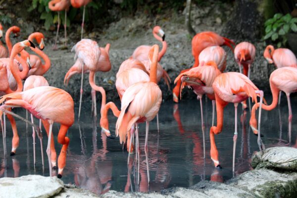 flock-of-flamingo-1680214