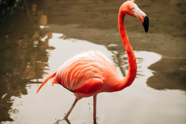 pink-flamingo-on-water-4371586